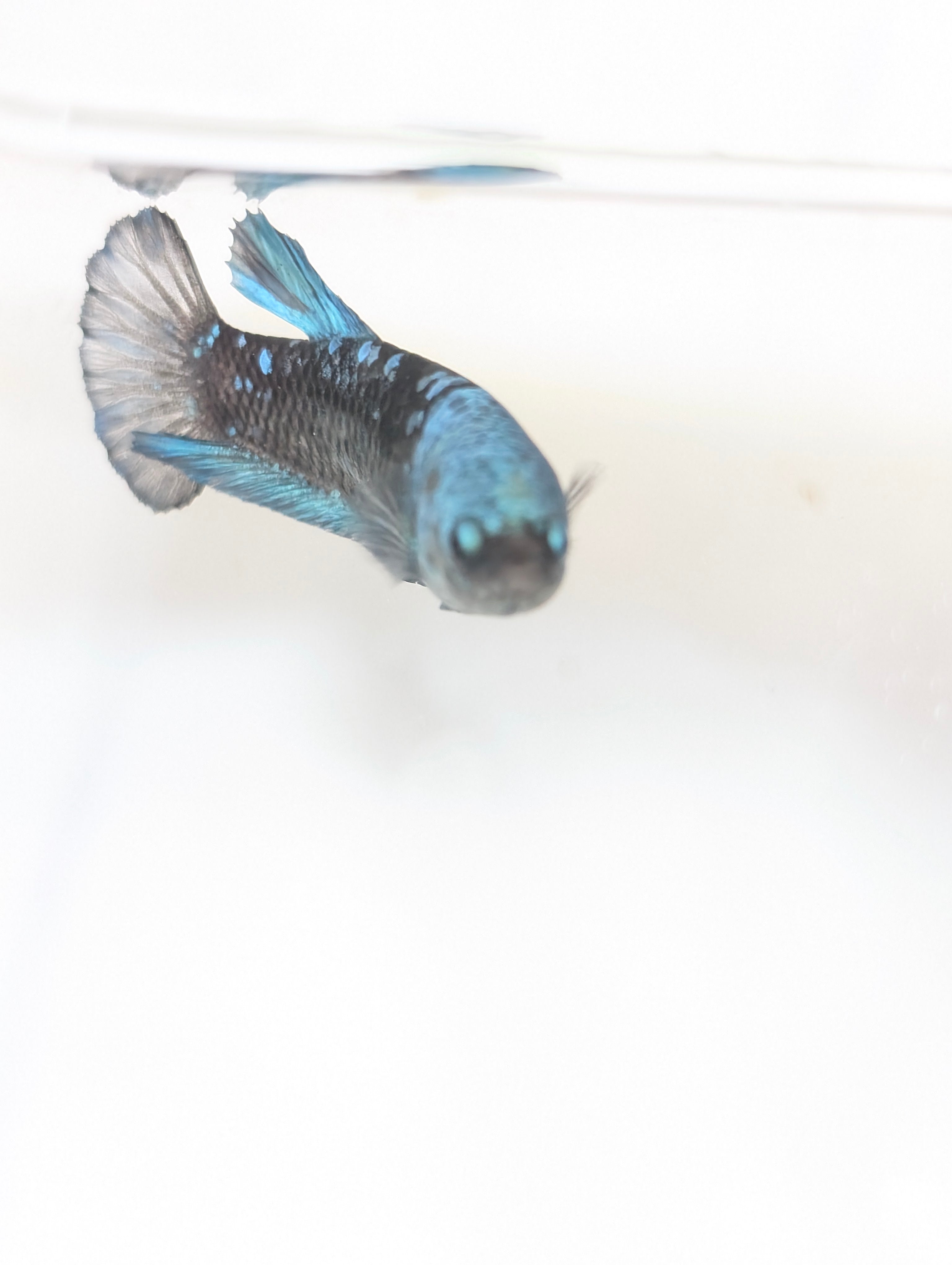 Female Halfmoon Plakat Avatar Betta F0015