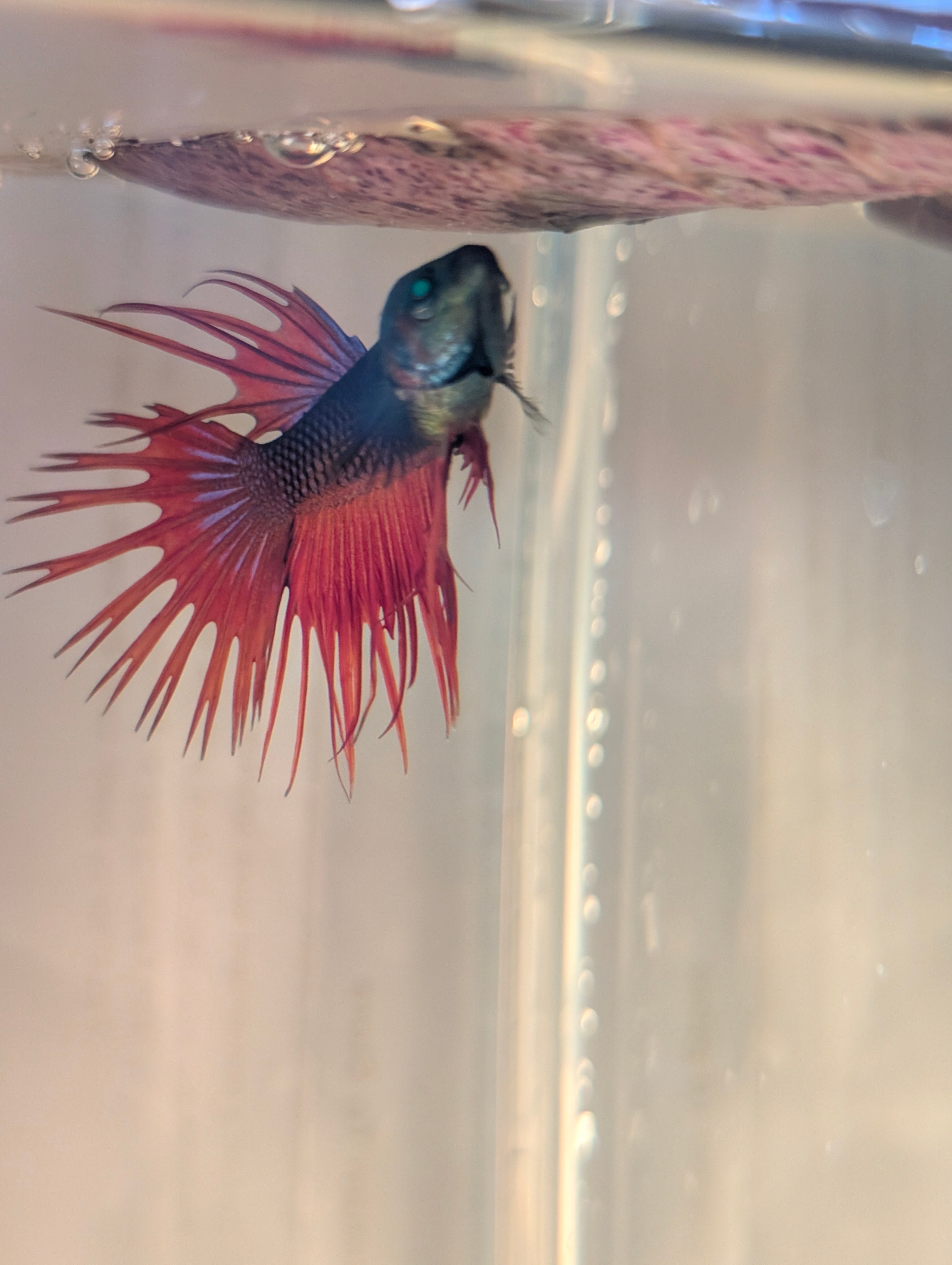 Crown Tail Green Hulk Betta Male M0008