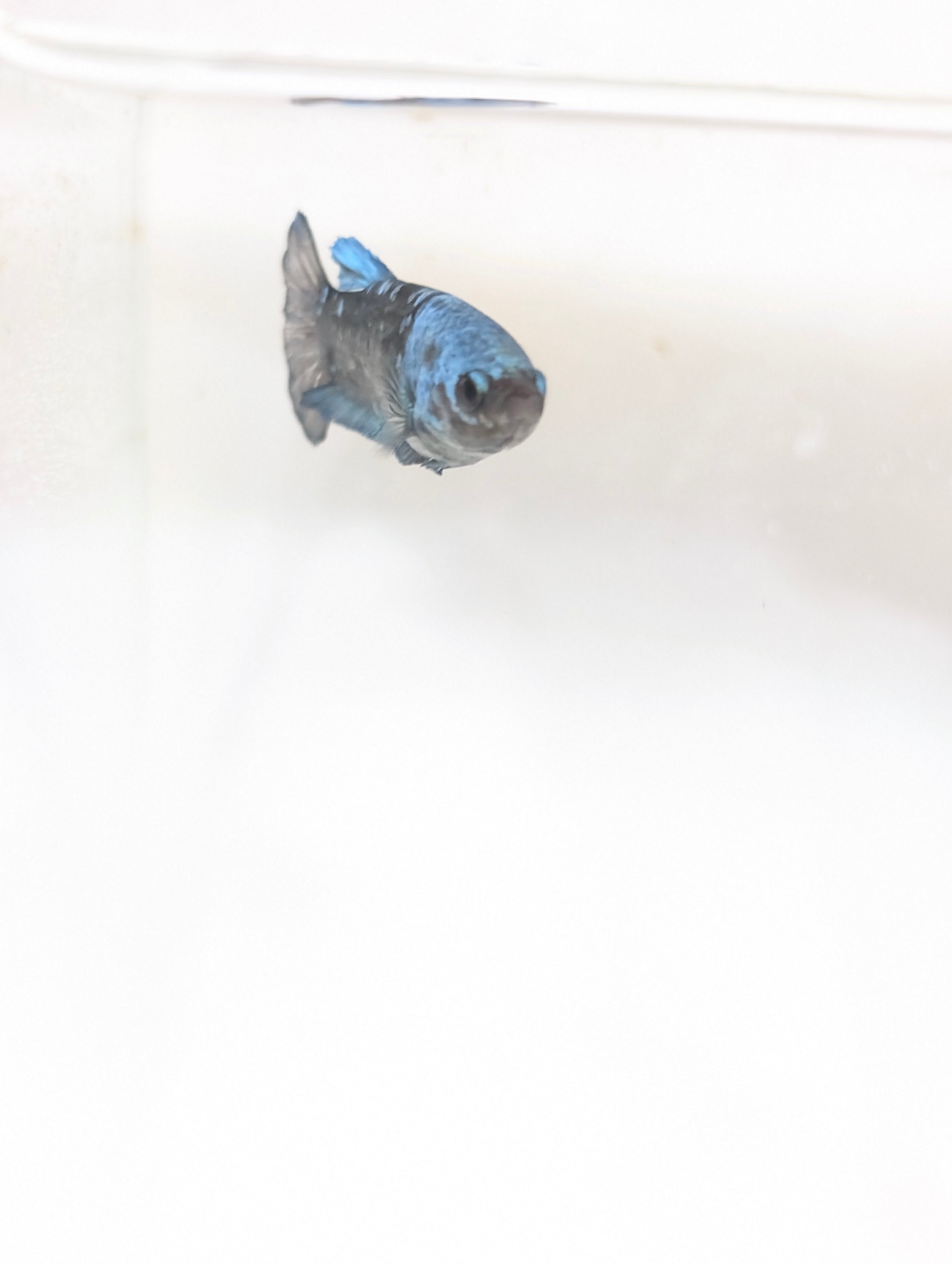 Female Halfmoon Plakat Avatar Betta F0015