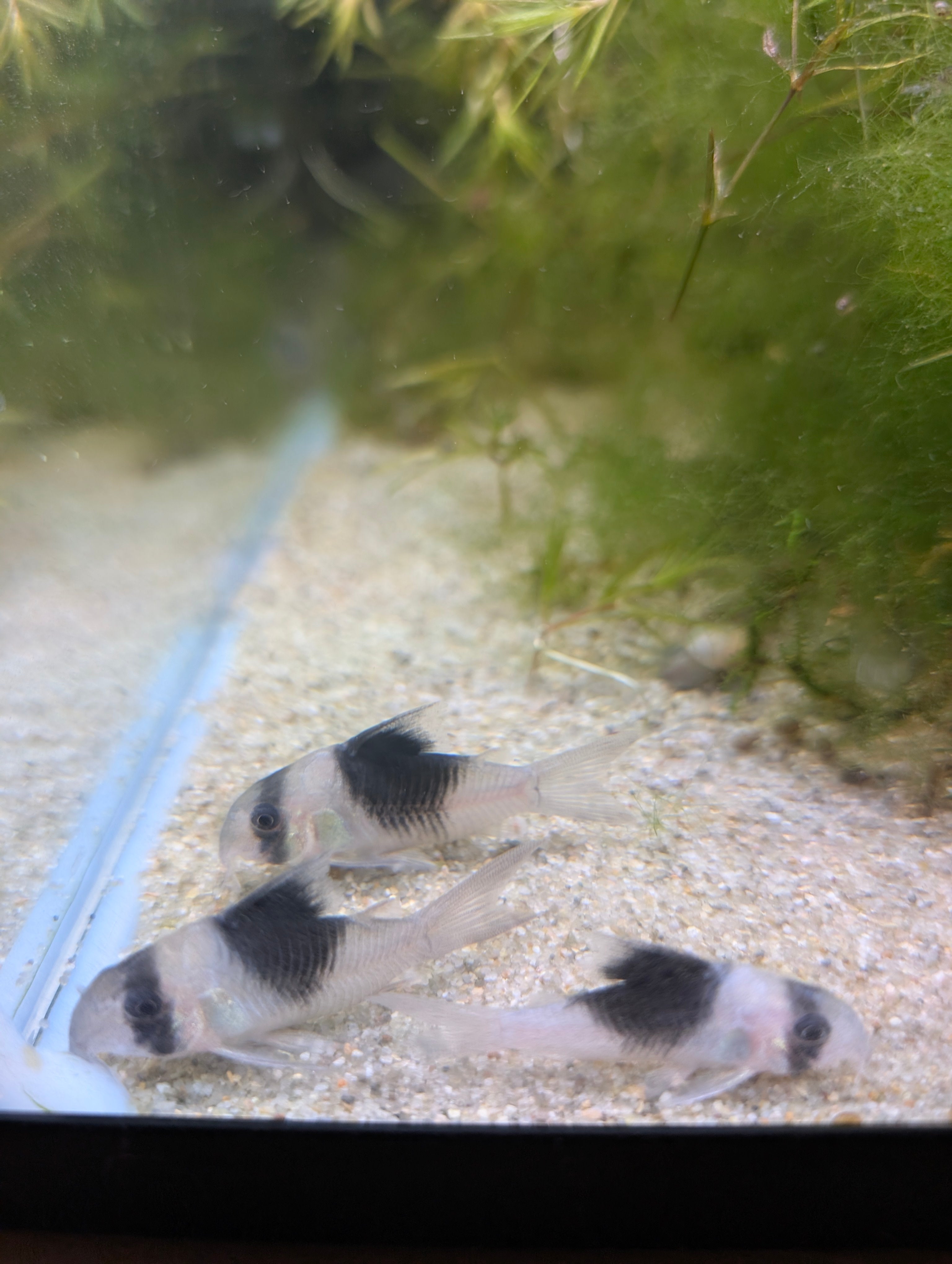 New Panda Corydora (Hoplisoma sp. “CW051”)