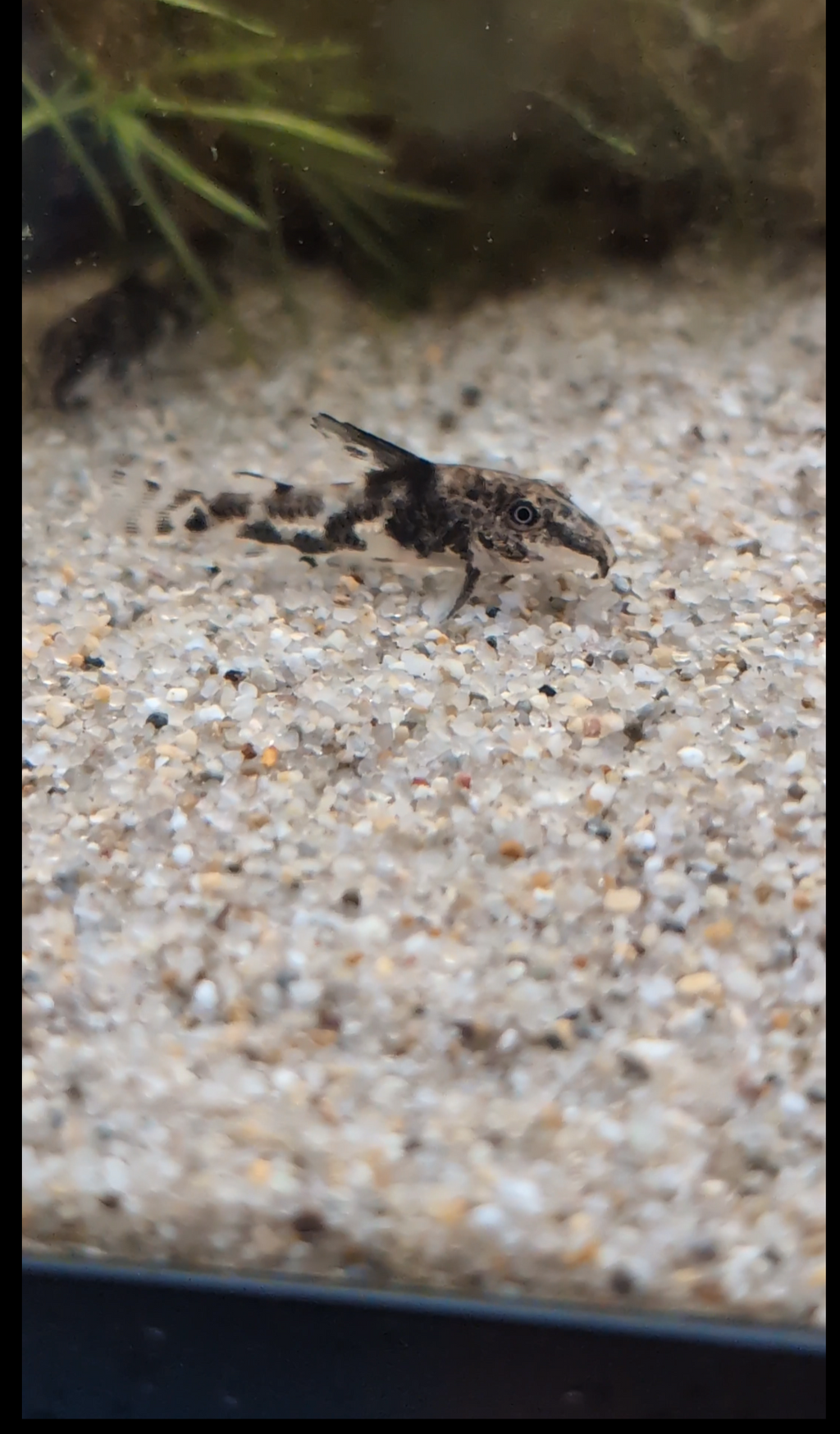 Banded Corydoras Scleromystax sp. Barbatus