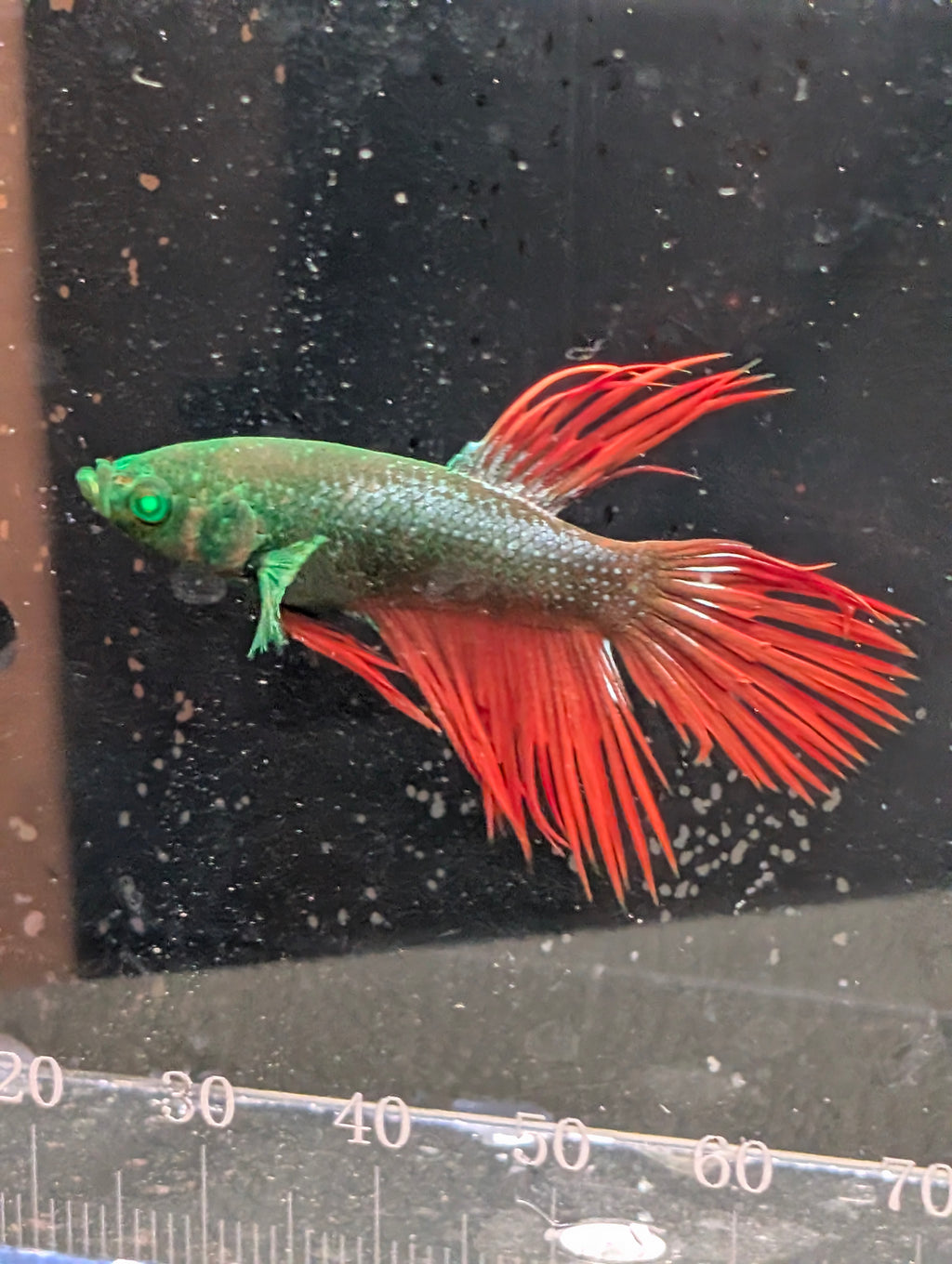 Crown Tail Green Hulk Betta Male M0009