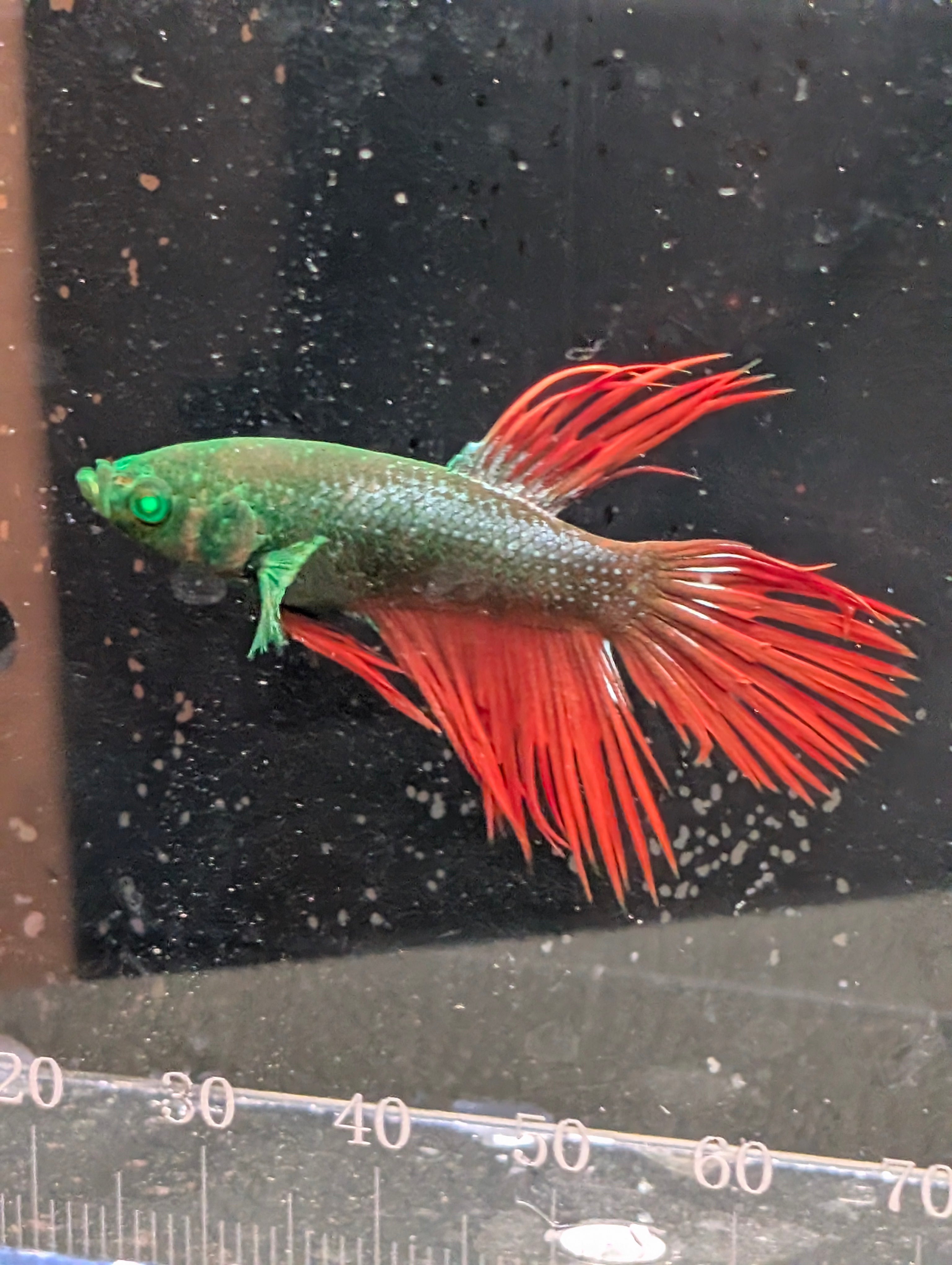 Crown Tail Green Hulk Betta Male M0009