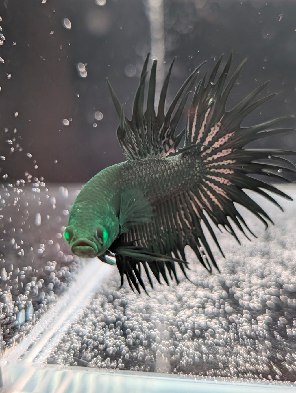 Crown Tail Green Hulk Betta (Male) MC001