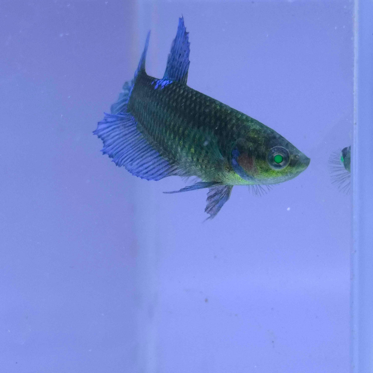 Plakat Green Eyed Hulk Betta Female F0016