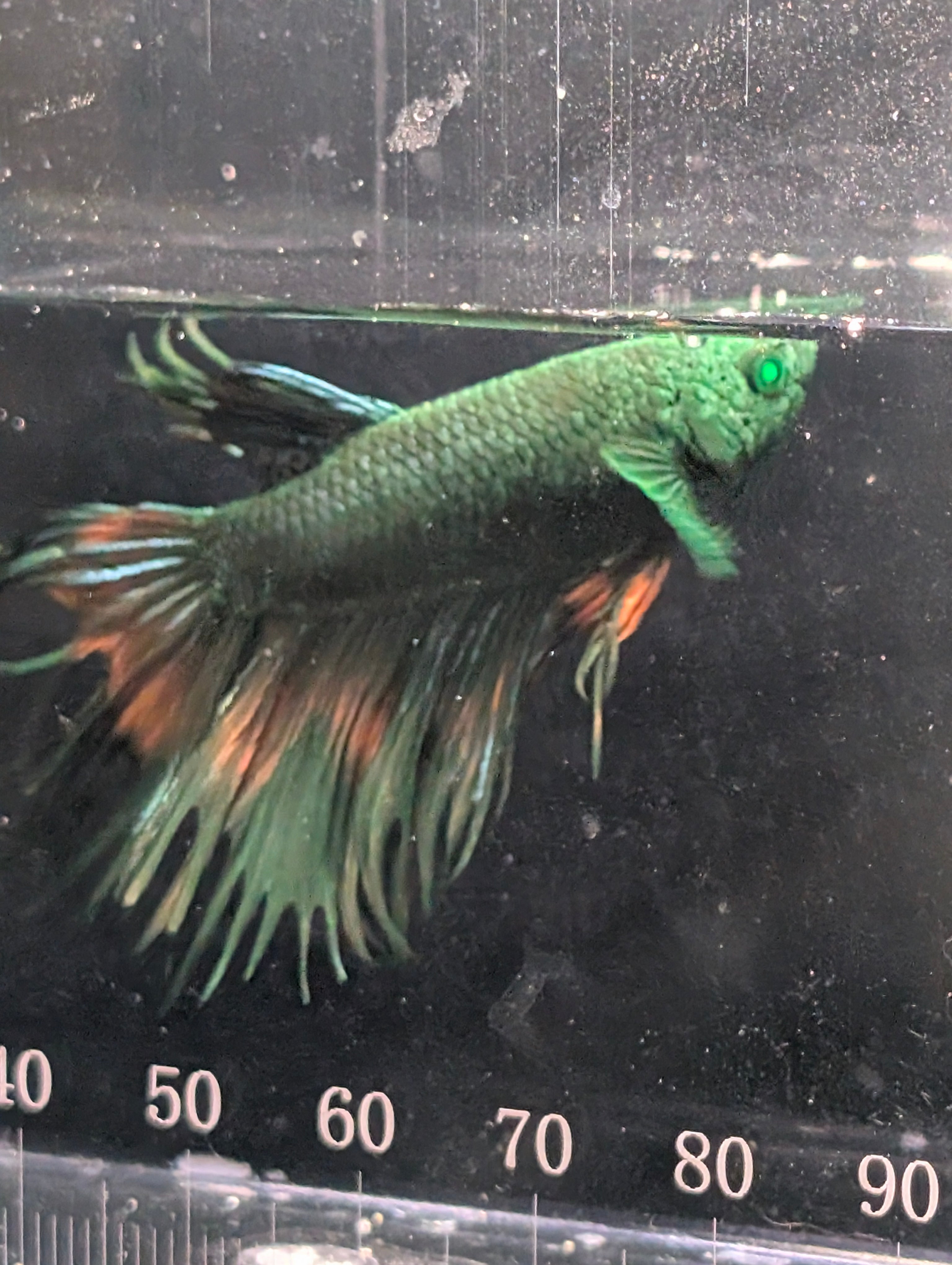 Crown Tail Green Hulk Betta Male M0006
