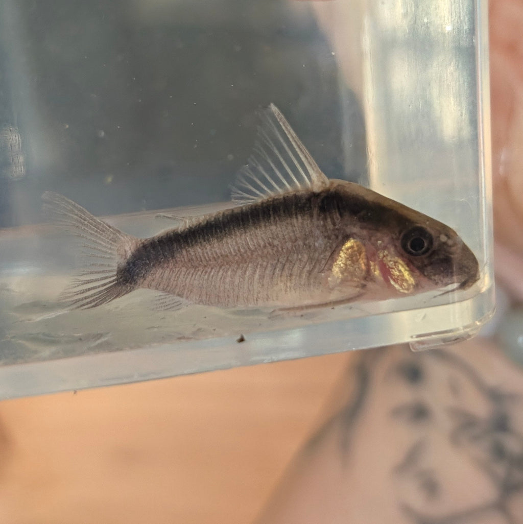 C020 Skunk Corydoras Arcuatus