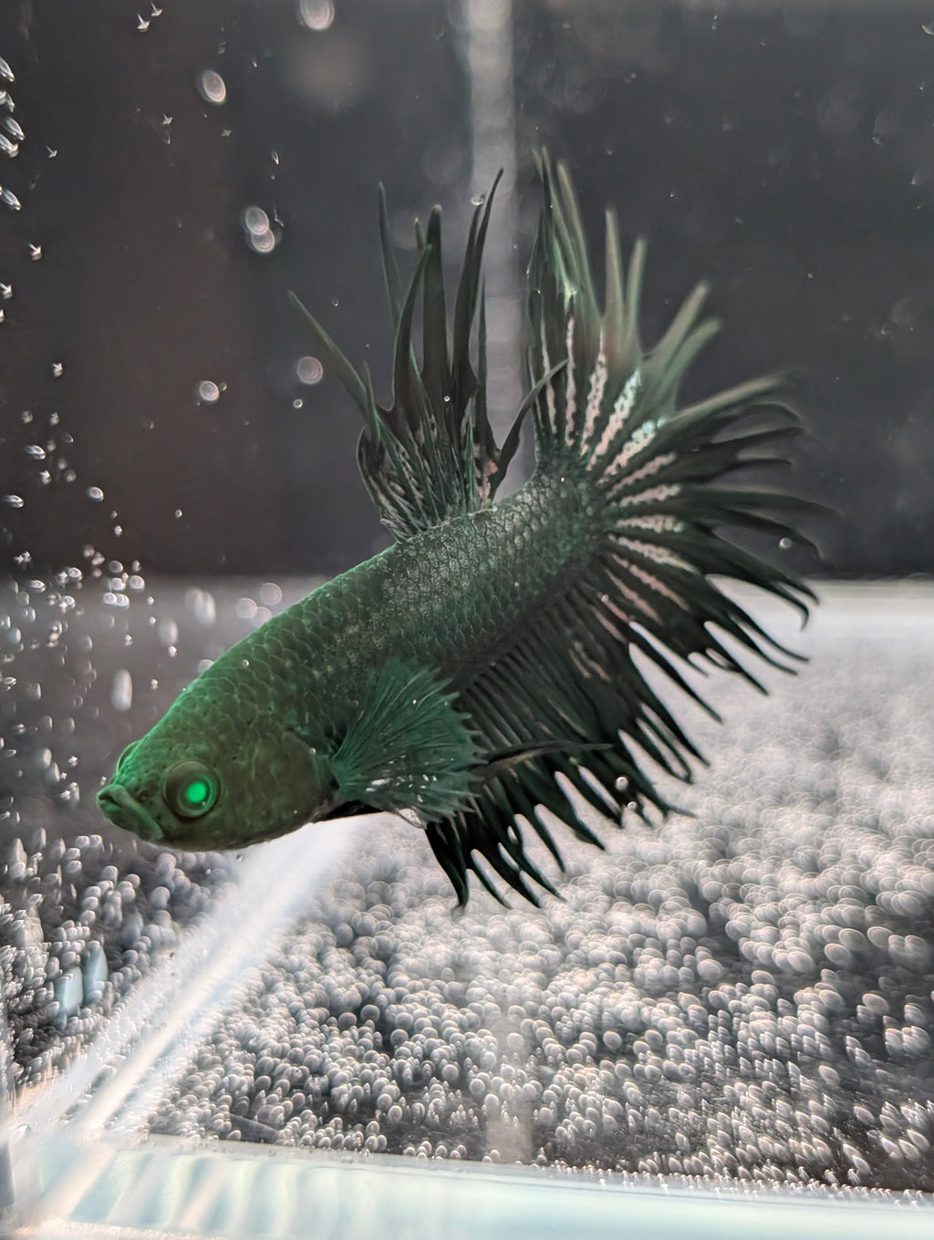 Crown Tail Green Hulk Betta (Male) MC001