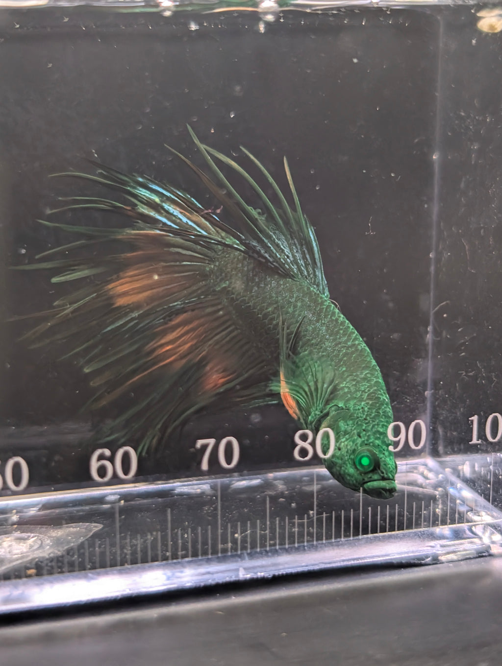 Crown Tail Green Hulk Betta Male M0006