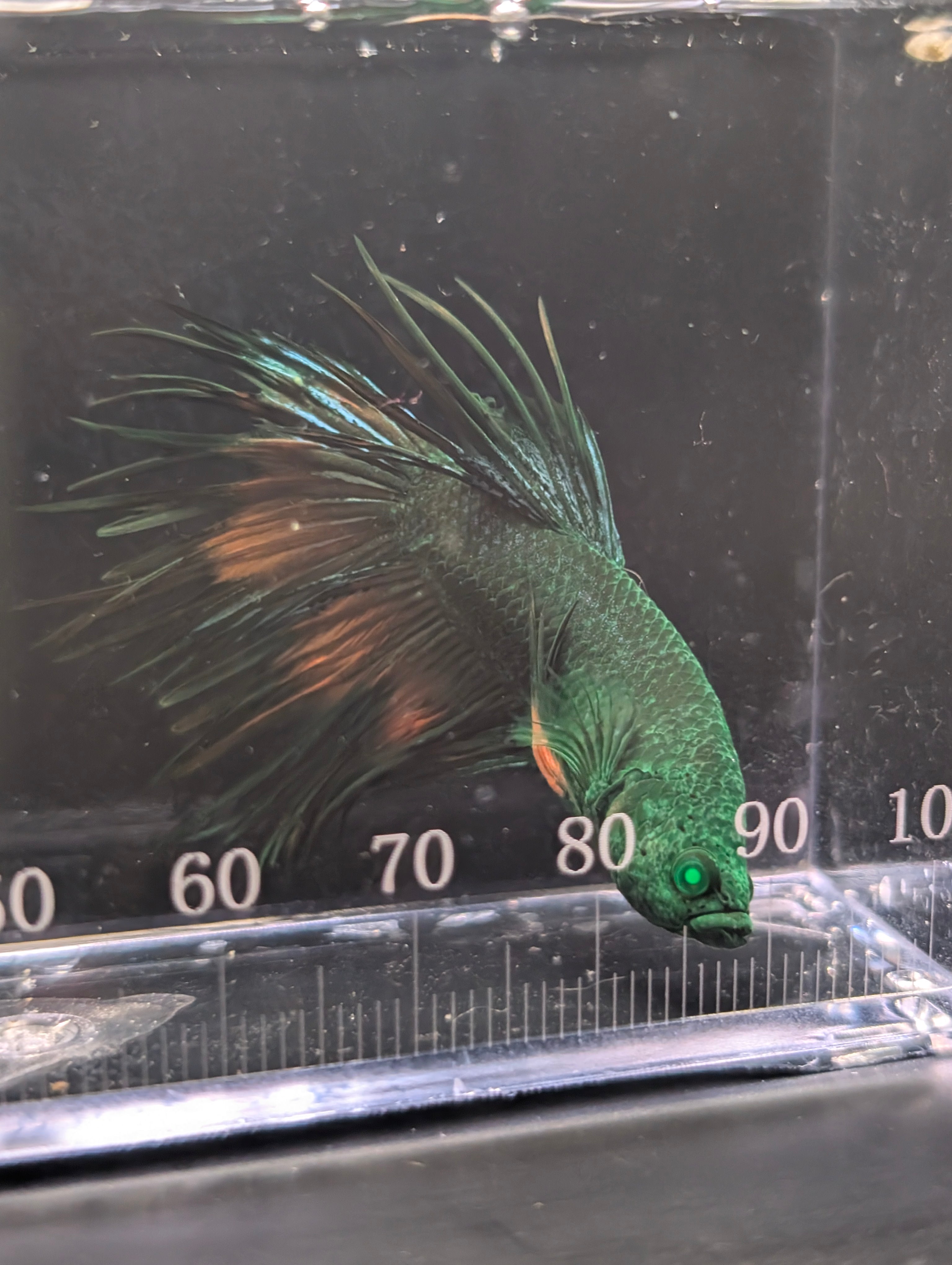 Crown Tail Green Hulk Betta Male M0006