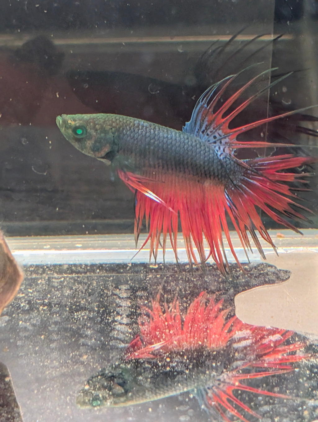 Crown Tail Red/Blue/Green Green Eyed Hulk Betta Male M0013