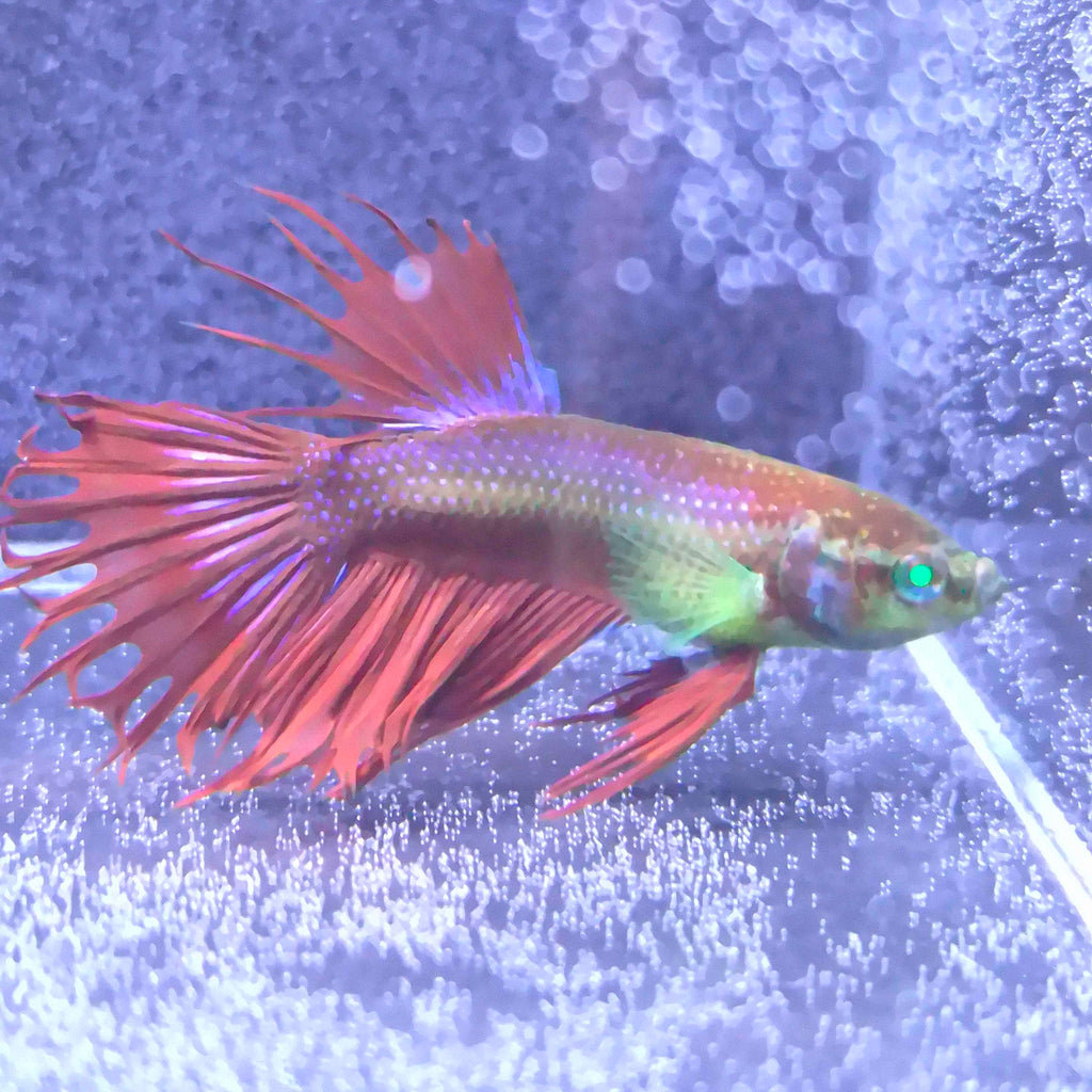 Crowntail Green Eyed Hulk Betta Male M0031