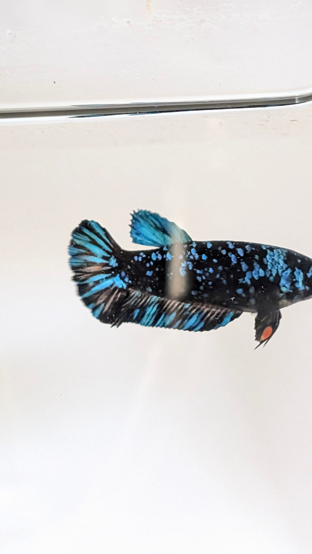 Female Halfmoon Plakat Nebula Betta F0016