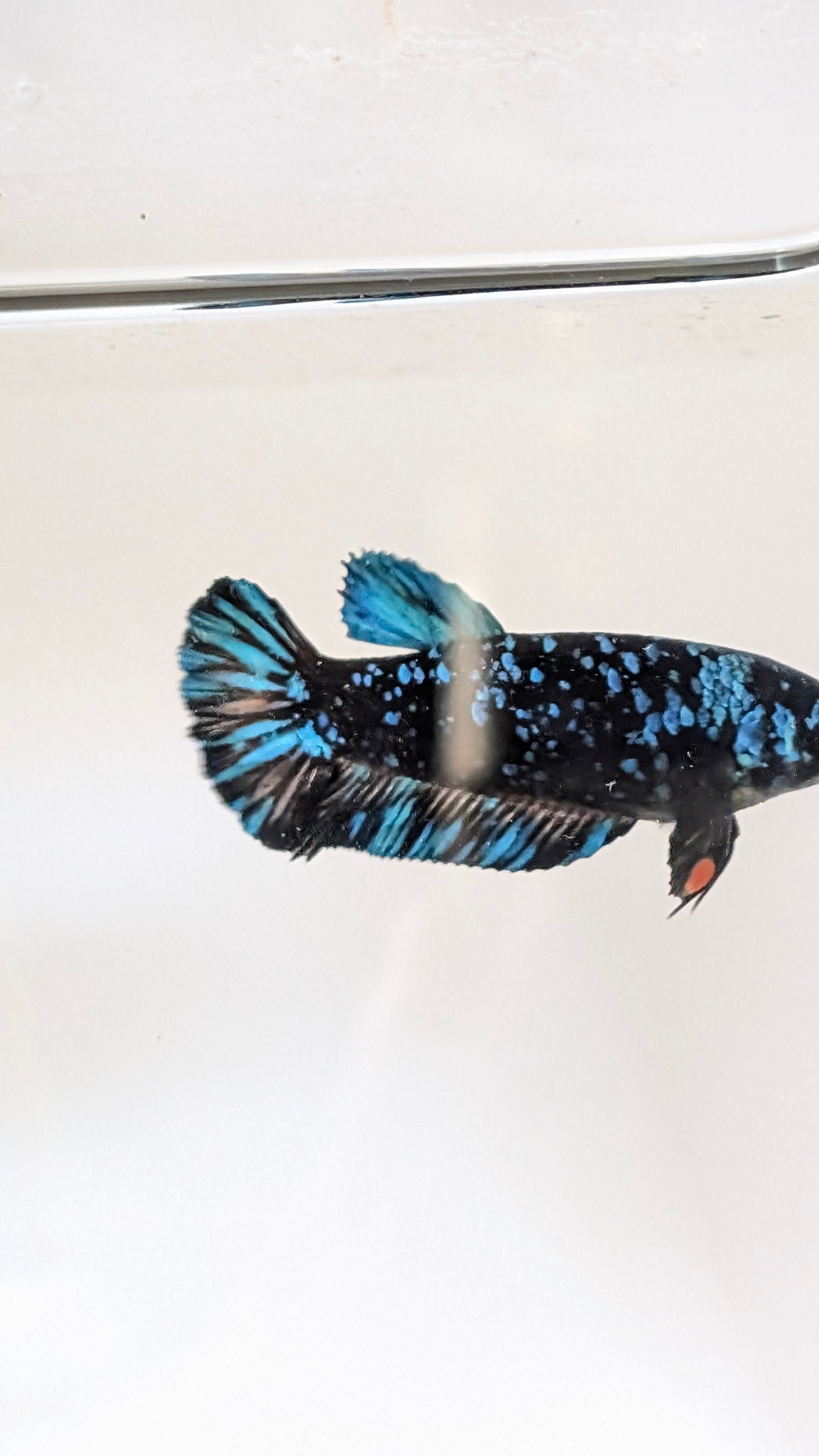Female Halfmoon Plakat Nebula Betta F0016