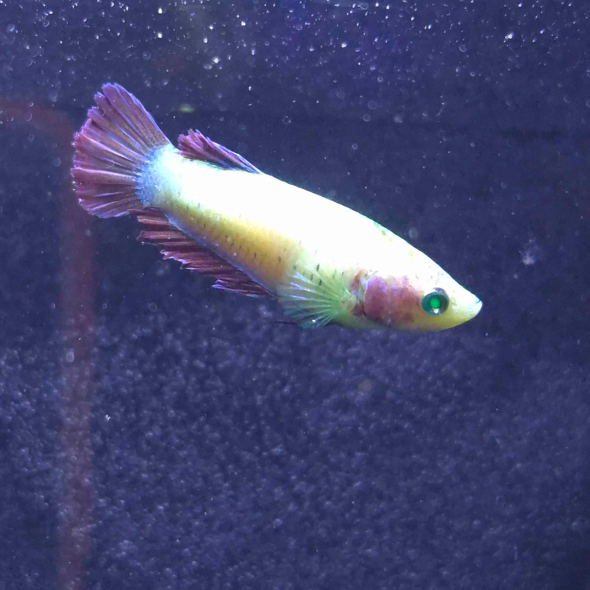Yellow Red Plakat Green Eyed Hulk Betta Female F0019
