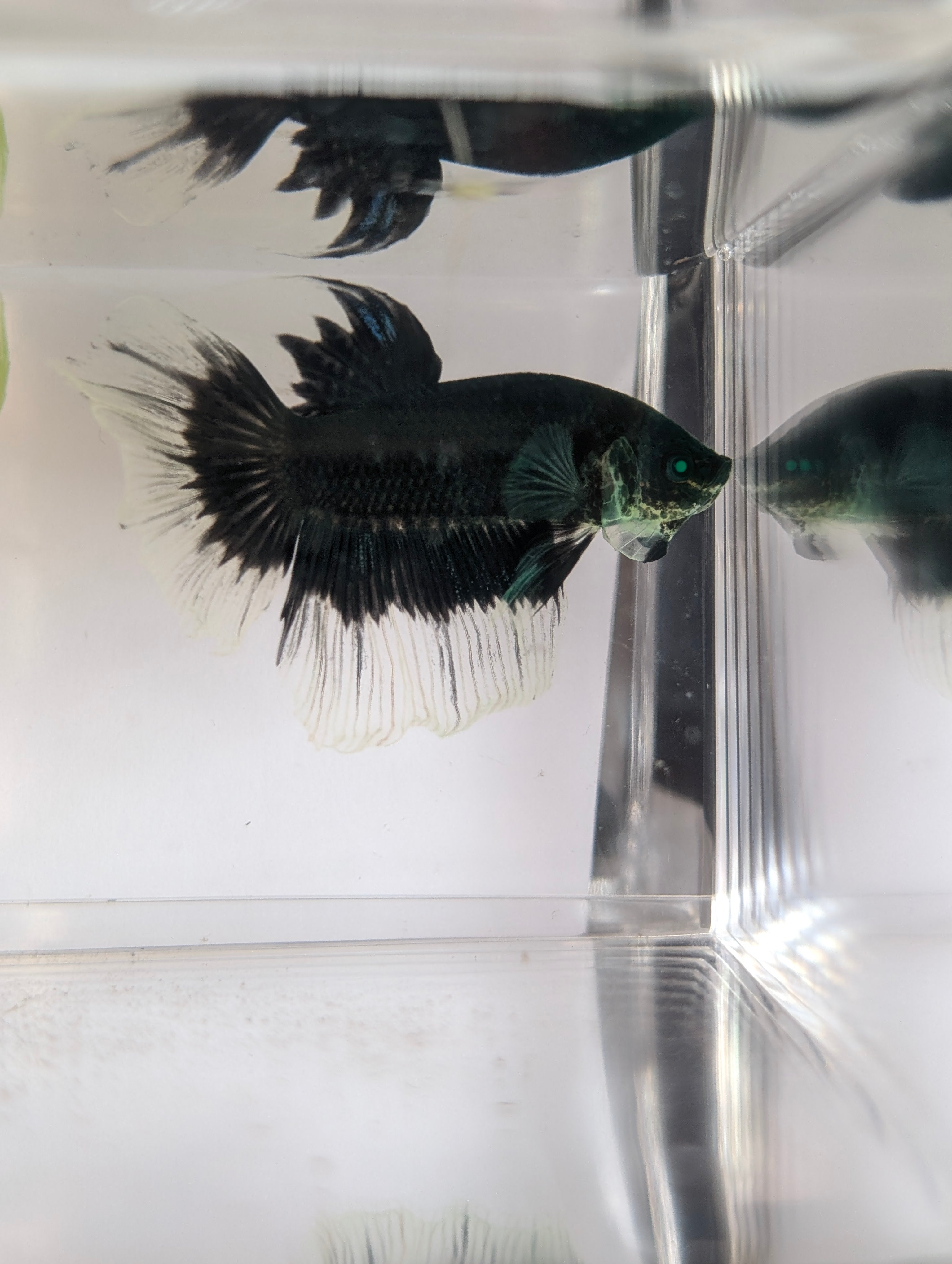 Halfmoon Green / Blue / Black Green Eyed Hulk Betta Male M0015