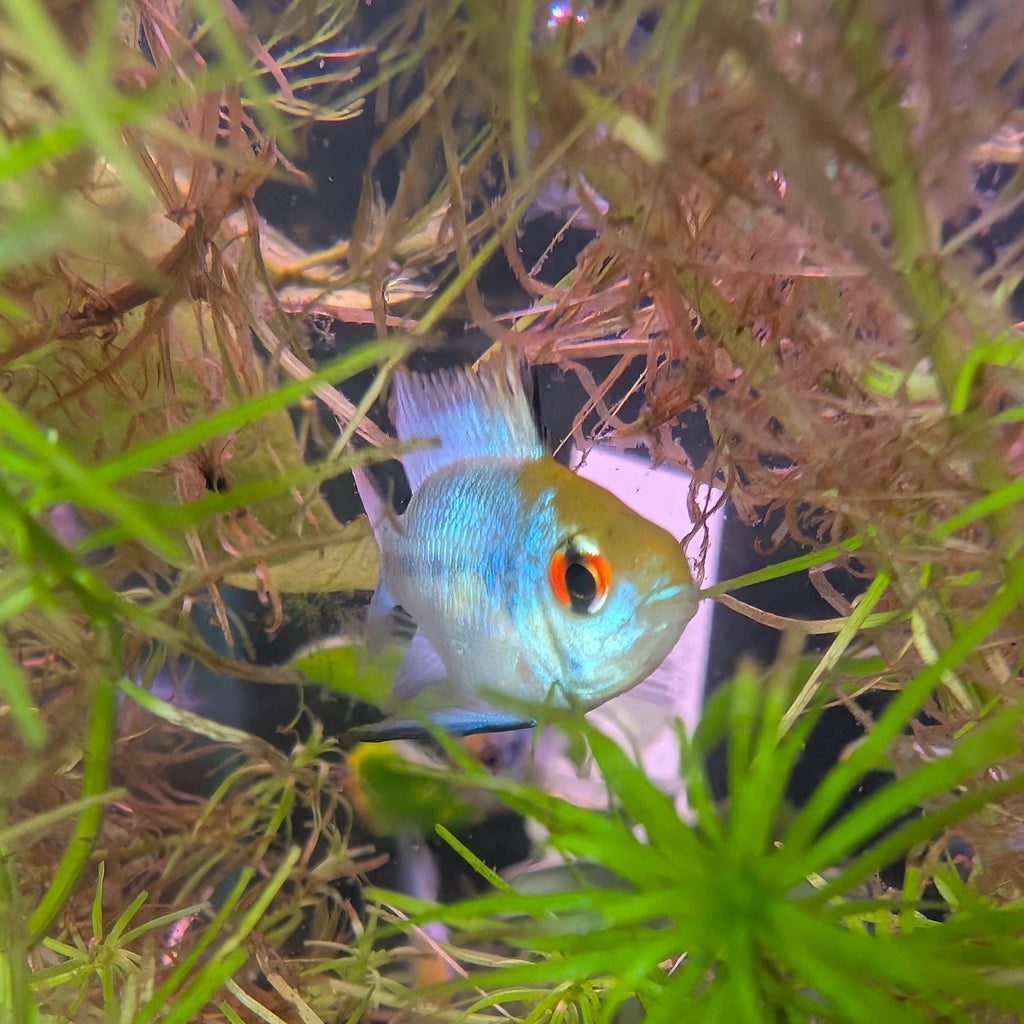 Electric Blue Ram