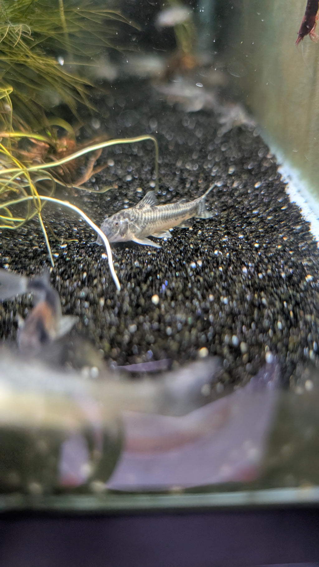 Aspidoras Raimundi