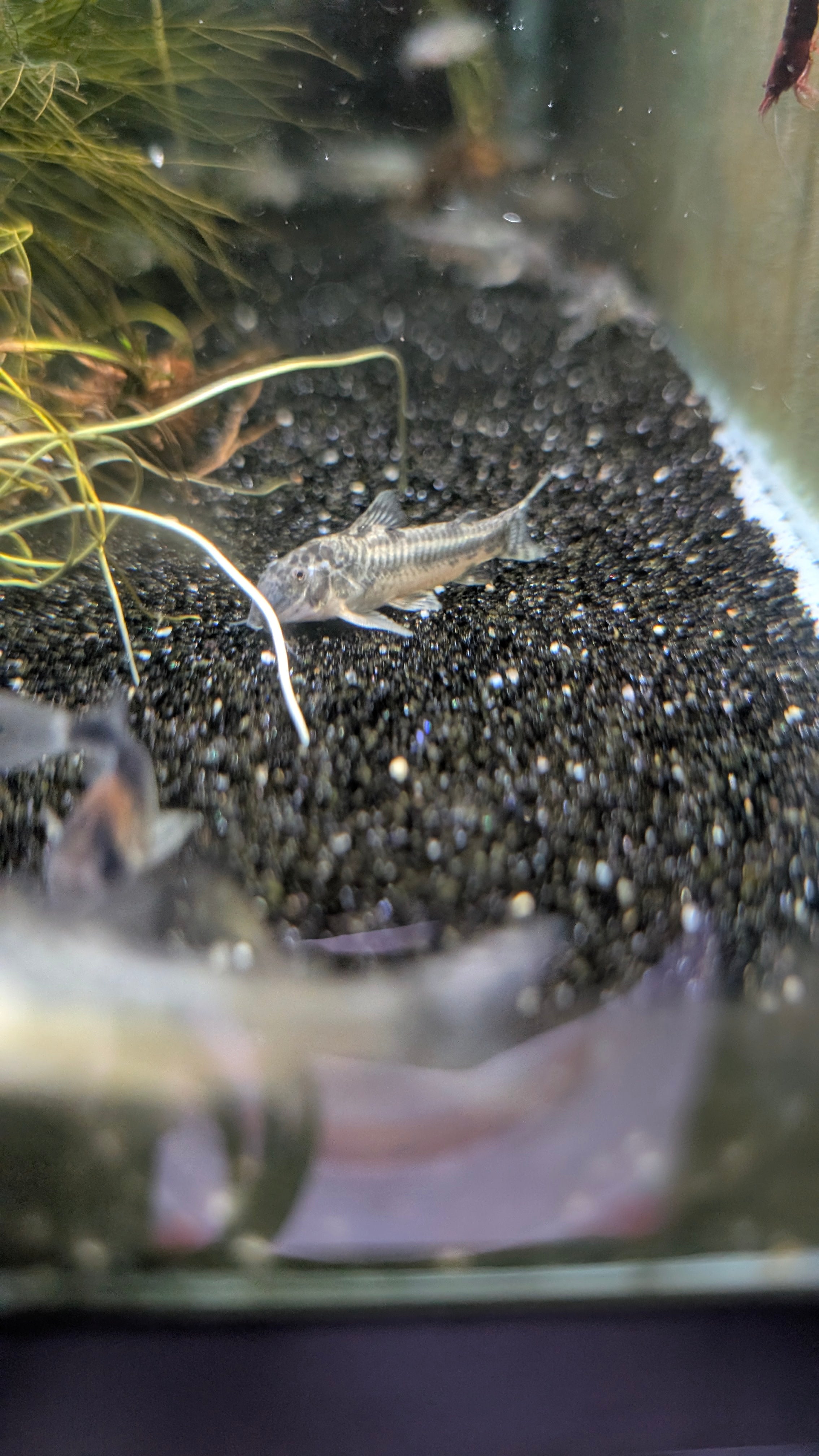 Aspidoras Raimundi