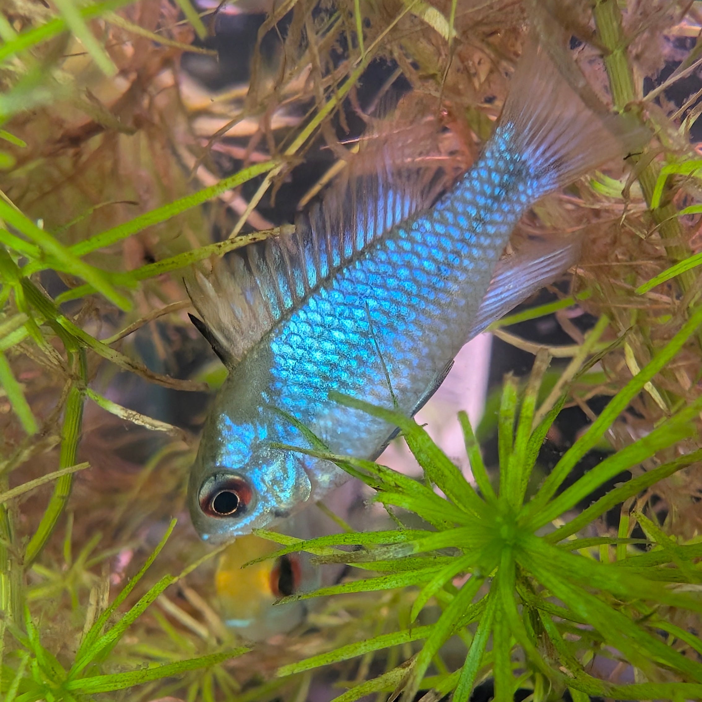 Electric Blue Ram