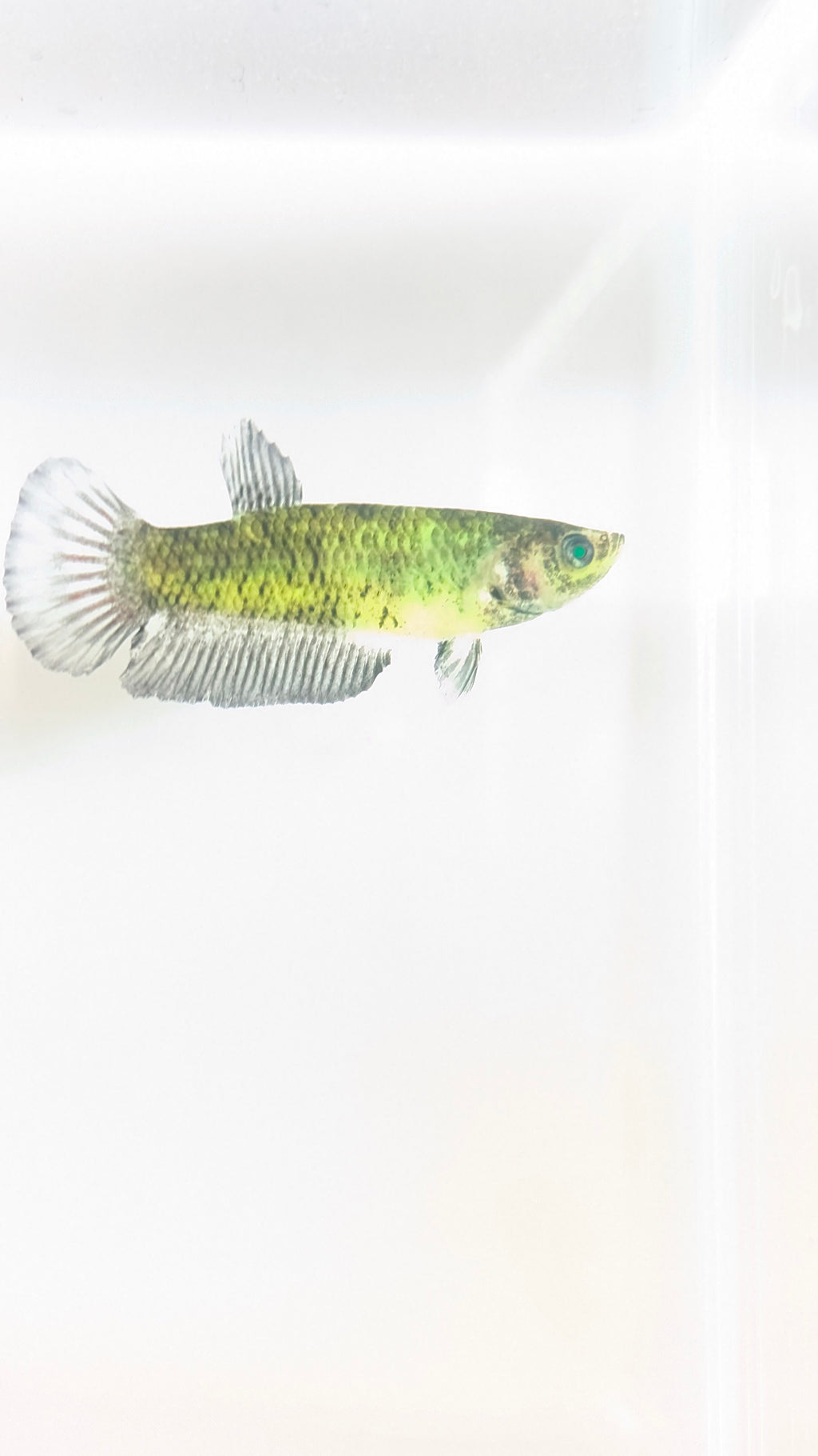 Female Halfmoon Plakat Neon Green Eyed Hulk Betta F0017