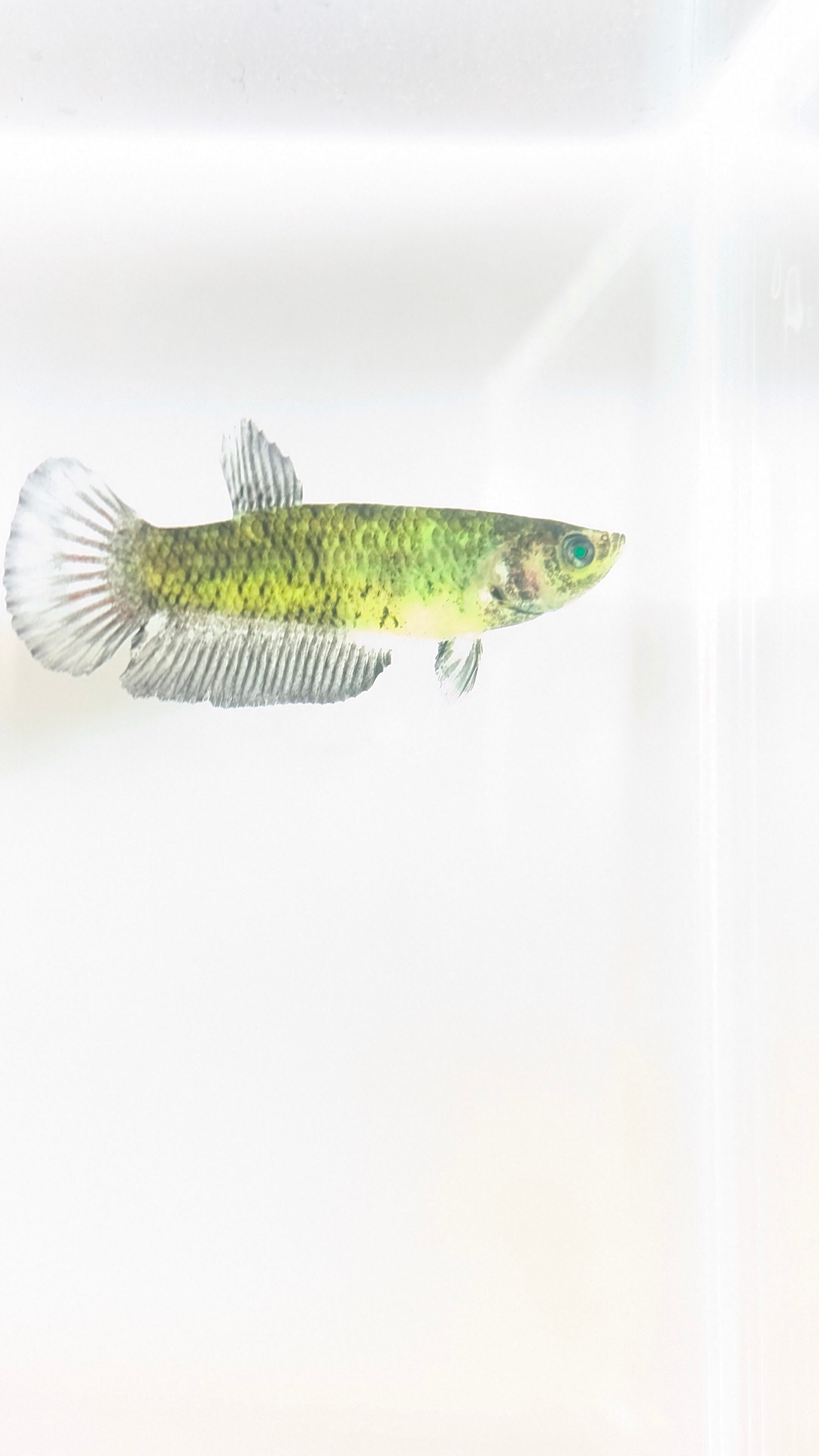 Female Halfmoon Plakat Neon Green Eyed Hulk Betta F0017