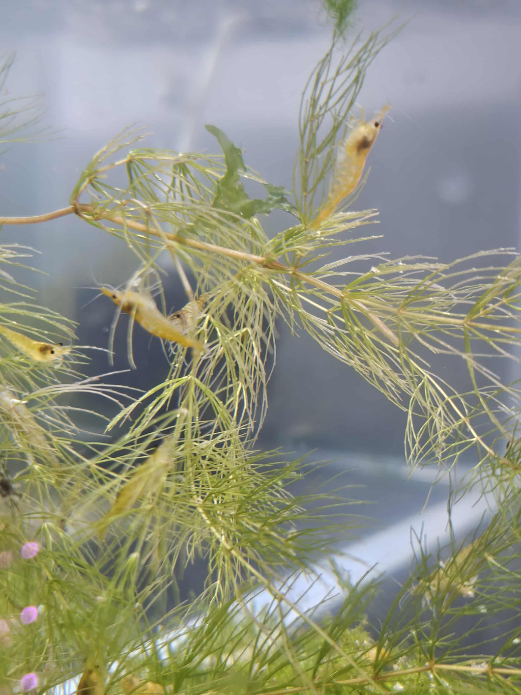 Skittles Mix (Culls)