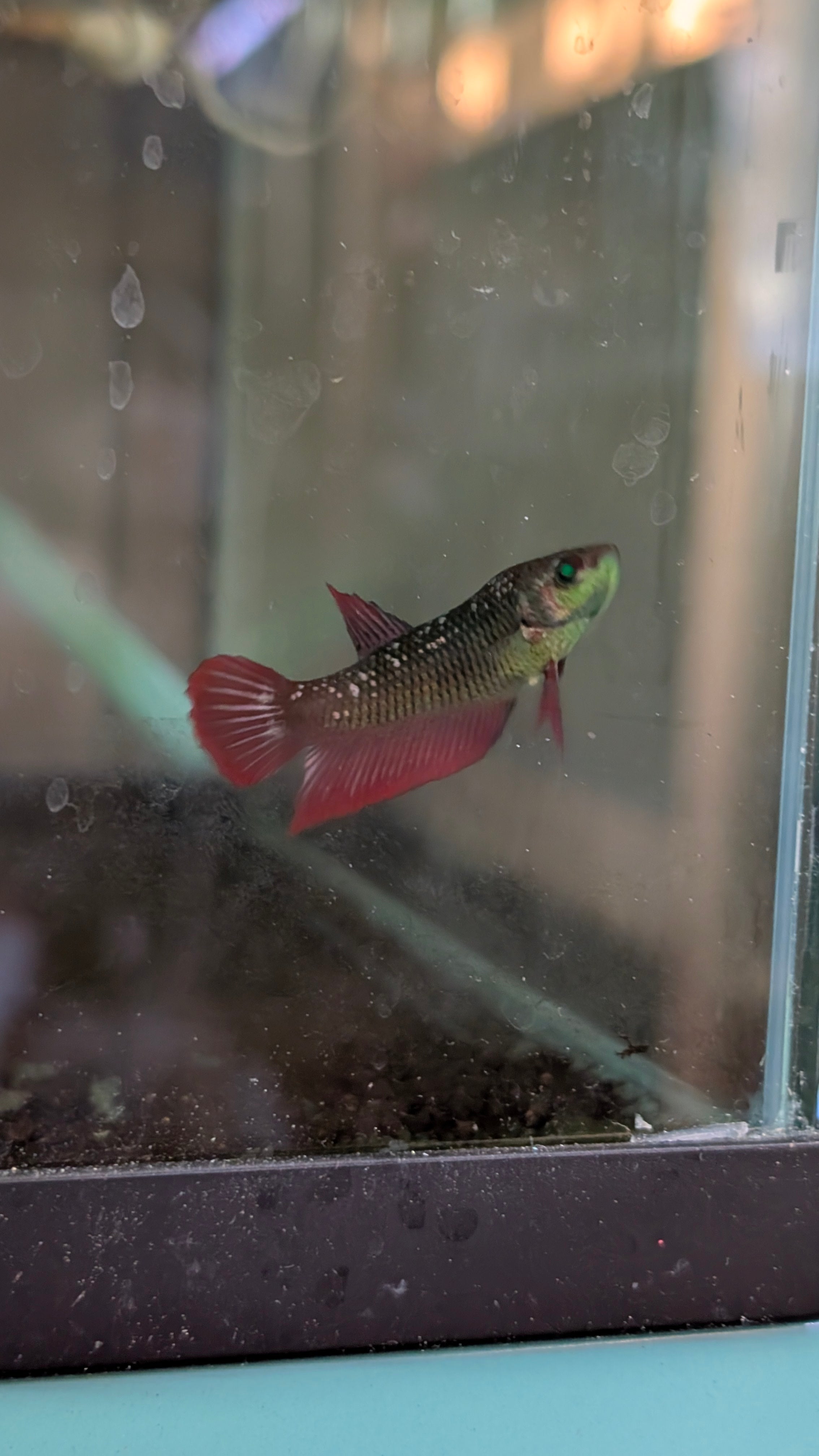 Plakat Red/Green Green Eye Hulk Female F0014
