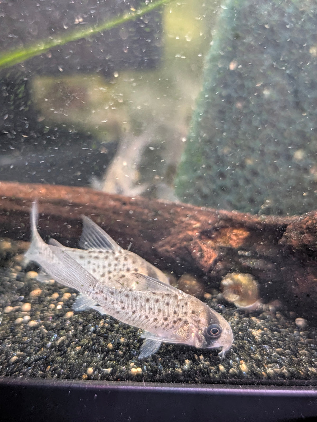 Fairy Spot Corydoras Hoplisoma sp. Atropersonatum