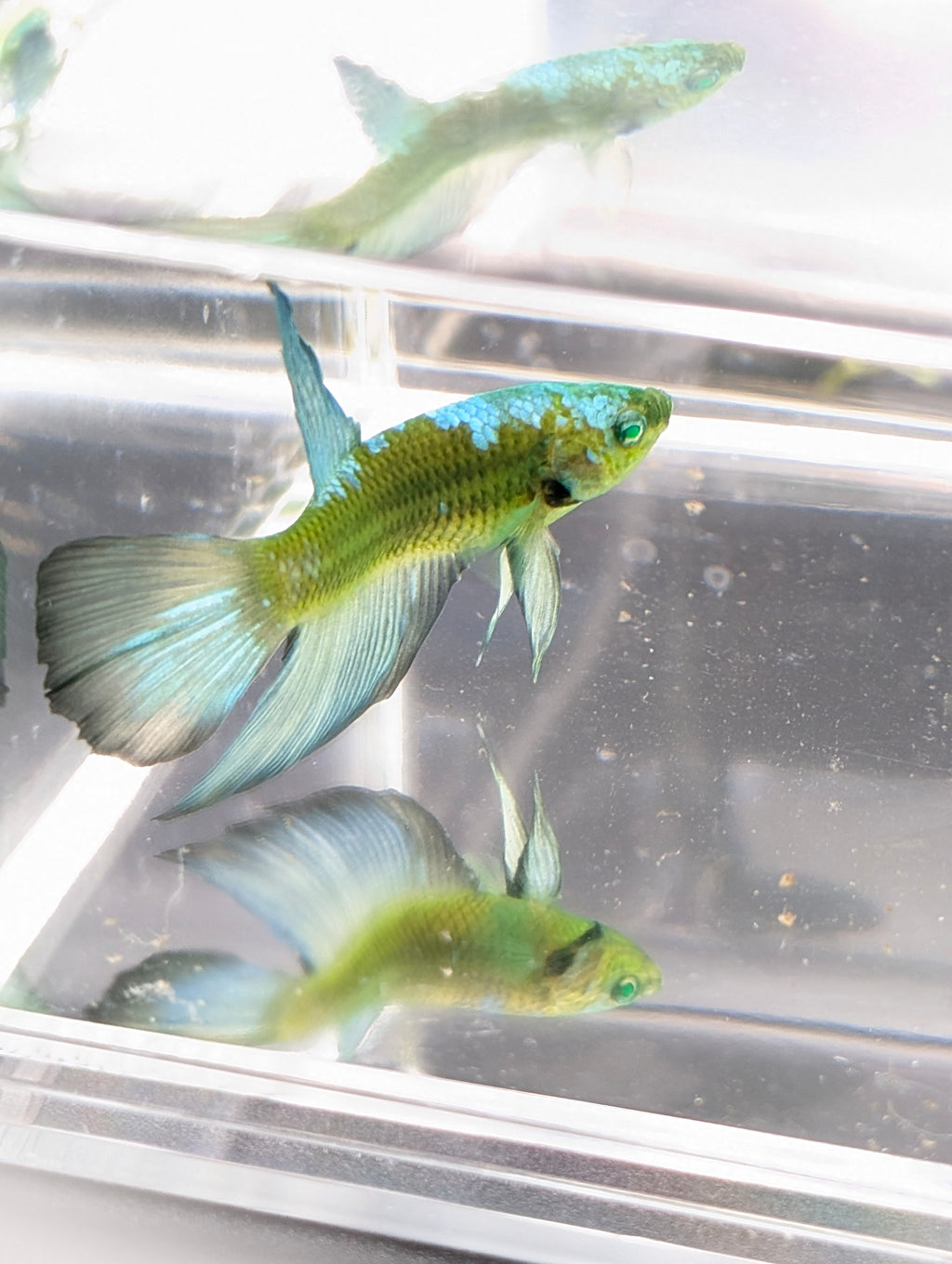 Halfmoon Green / Blue / Black Green Eyed Hulk Betta Male M0016