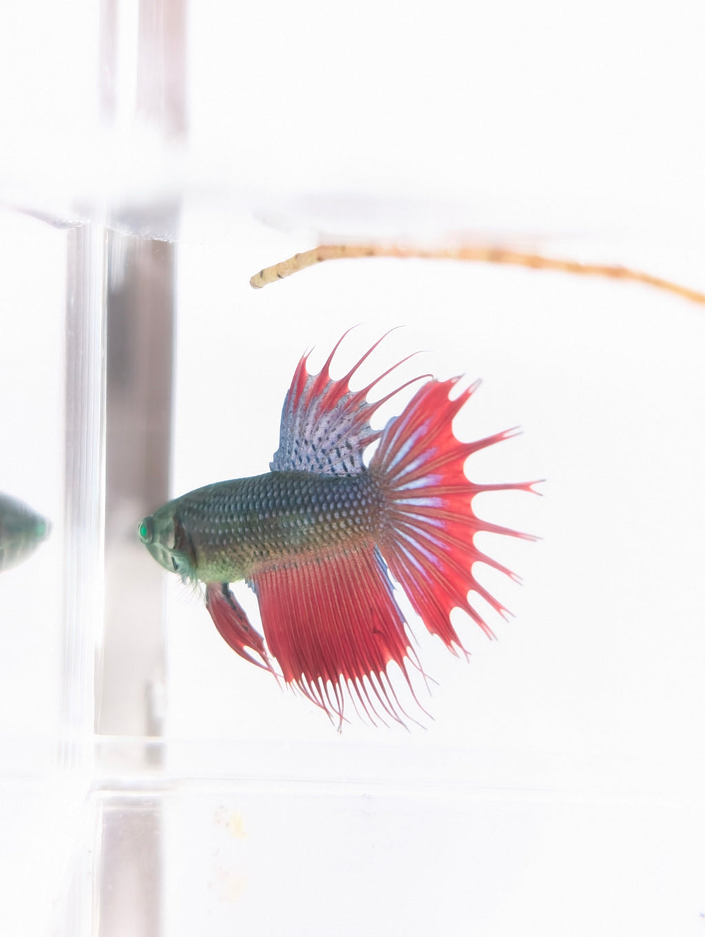 Crowntail Green / Red / Blue Green Eyed Hulk Betta Male M0020