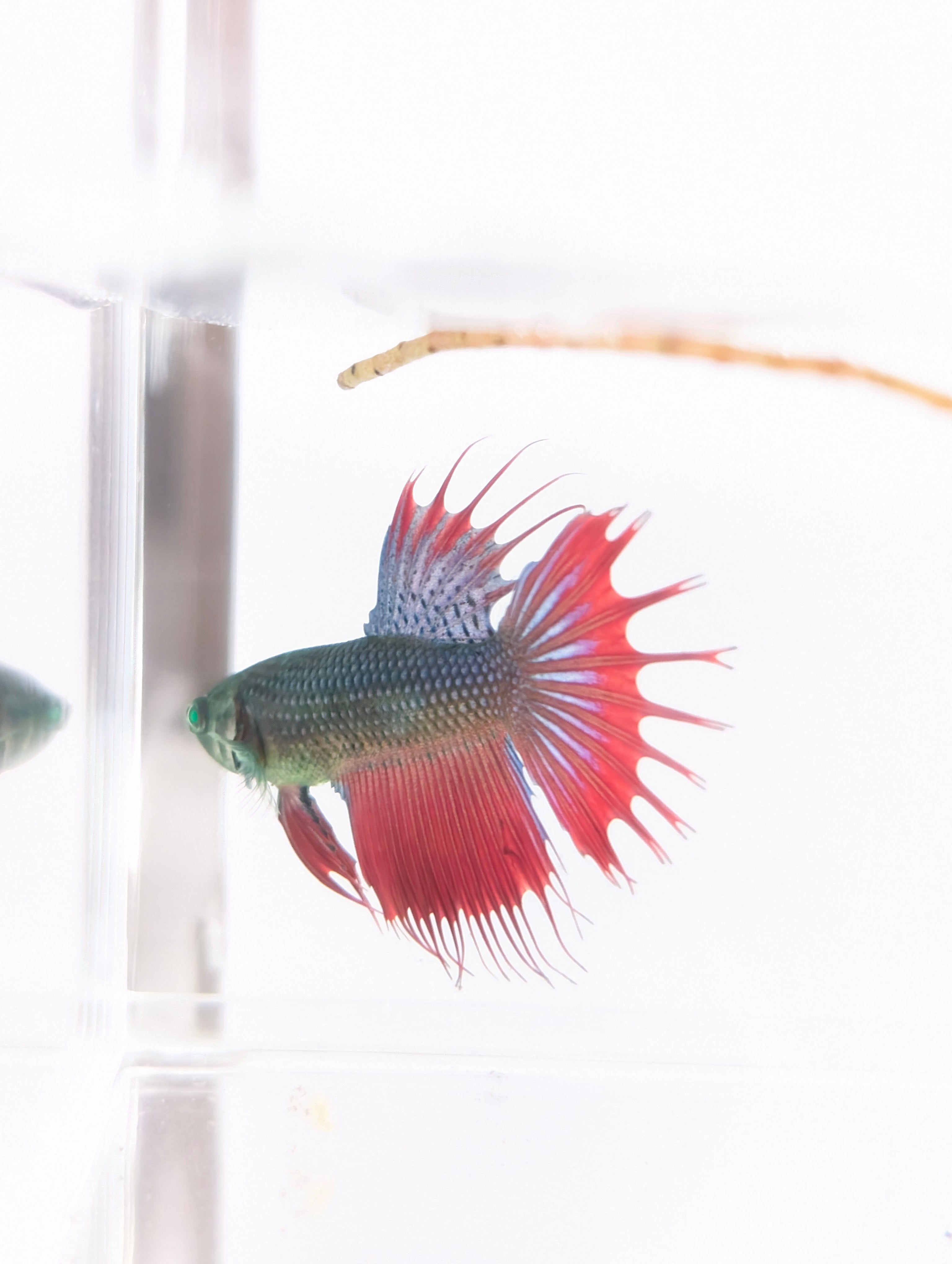 Crowntail Green / Red / Blue Green Eyed Hulk Betta Male M0020