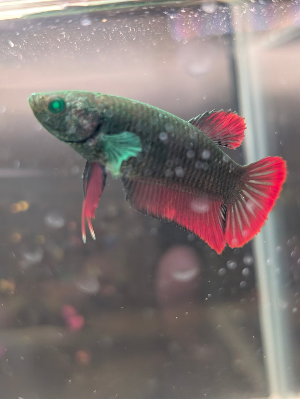 Plakat Avatar Red and Green Hulk Betta Female F0001