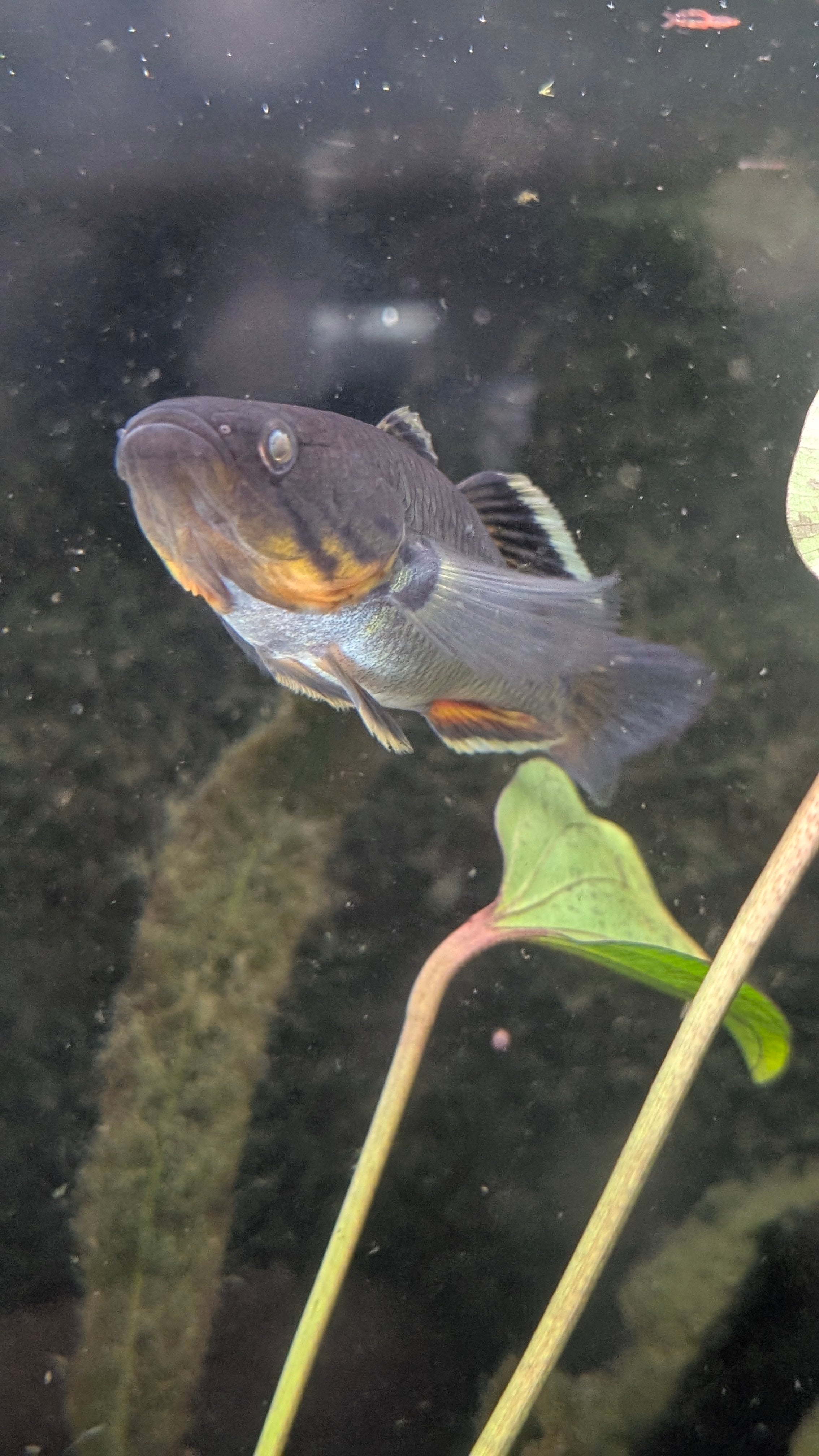Giuris Margaritacea Gudgeon